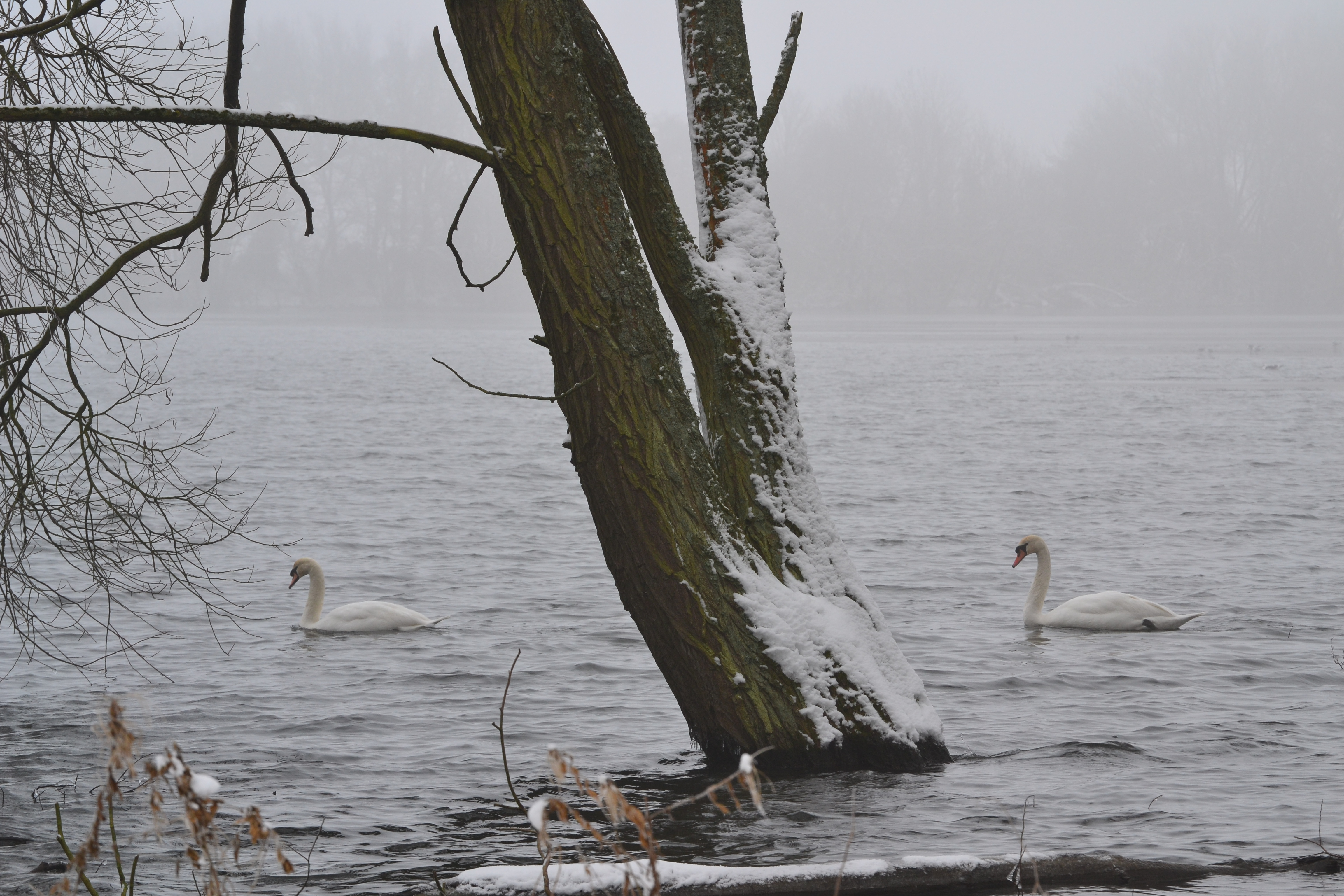 Two Swans - Country Park