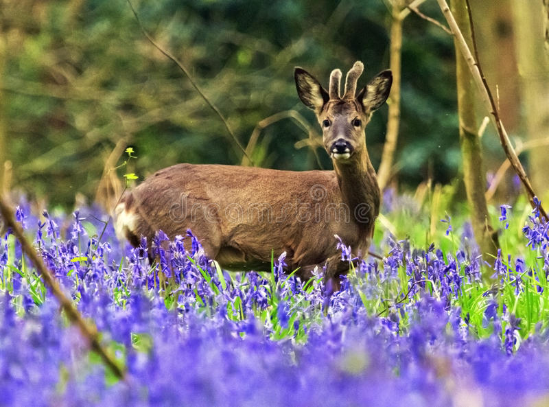 Badby Woods Roe Deer