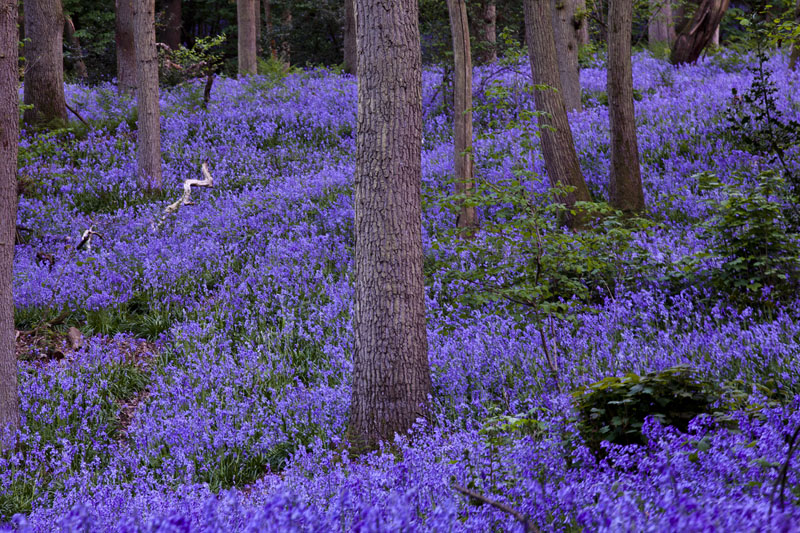 blue_bells_2