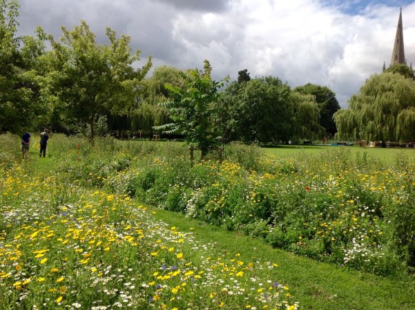 wildflower meadow lr 2