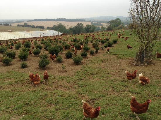 skylark-fields-farm-cafe (1)