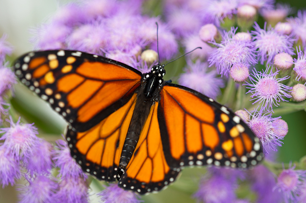 Monarch Butterfly