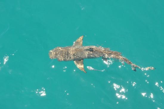 Reef Shark form the boat